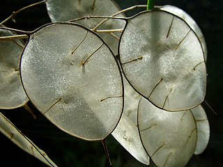 http://upload.wikimedia.org/wikipedia/commons/thumb/d/d9/Translucent_Lunaria_annua_seed_pods.jpg/320px-Translucent_Lunaria_annua_seed_pods.jpg