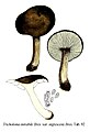 Tricholoma mirabile var. nigrescens