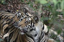 Tiger brothers in wild at peace.