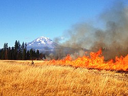 Prescribed Fire