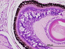 Вакуоли в ретината на австралийски басов ларв, експериментално заразени с 