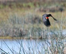 220px-Vic_Fazio_Wildlife_Bird.jpg