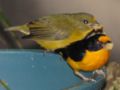 Euphonia violacea (par)