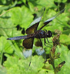 ♂ Libellula luctuosa