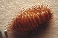 Anthrenus verbasci – larva brouka