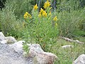 Solidago canadensis