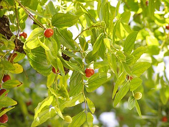 Common Jujube Português: Açofeifa-maior. Folia...