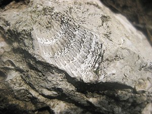 Geological Monument in Ternopil Oblast, fossil stone where shell is visible