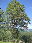 Bergahorn (Acer pseudoplatanus)