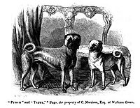 Ukiran pug "Punch dan Tetty" daripada buku 1859 "The Dog in Health and Disease"