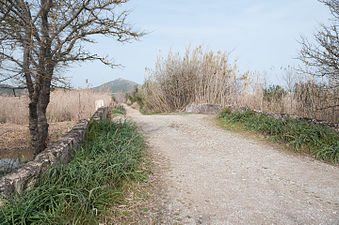 25/03: Camí a l'interior del Parc Natural de l'Albufera de Mallorca.