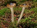 Olivbrauner Schneckling (Hygrophorus olivaceoalbus)