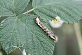 Raupe der Roseneule (Thyatira batis)