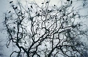 Many crows in a dark tree at New Orleans Squar...