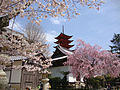 Češnjevi cvetovi v bližini templja Senjokaku