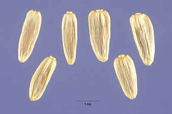 Frukter av Achillea millefolium L. var. occidentalis DC. Lägg märke till skalan nedtill, i mitten