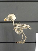 Скелет гаћасте кукумавке, Фински музеј историје природе, Хелсинки