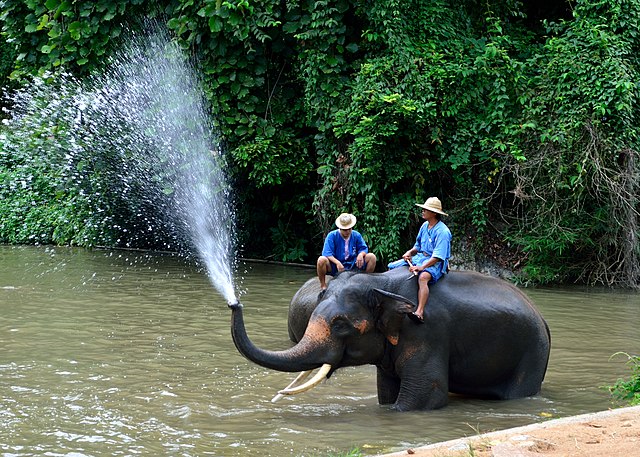 http://upload.wikimedia.org/wikipedia/commons/thumb/d/da/An_elephant_at_the_Thai_Elepahnt_Conservation_Center.JPG/640px-An_elephant_at_the_Thai_Elepahnt_Conservation_Center.JPG