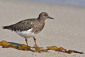 Black Turnstone in winter plumage