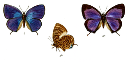 Arhopala aedias