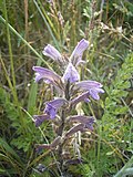 Miniatura para Orobanche purpurea