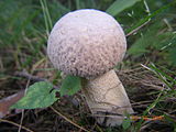 Boletus reticuloceps