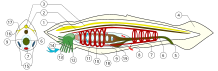 Lanzettfischchen: Bauplan mit Chorda dorsalis (2) zwischen dem Neuralrohr (1, 3) und dem Kiemendarm (6, 9, 11).