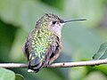 Breitschwanzkolibri (Selasphorus platycercus), Weibchen