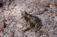 Description de l'image Bufo scitulus02.jpg.