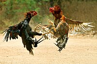 Sabung ayam - Wikipedia Bahasa Melayu, ensiklopedia bebas