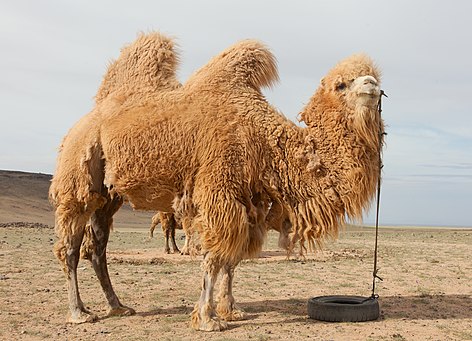 Camel farm in Mongolia