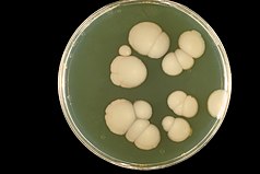 Candida albicans