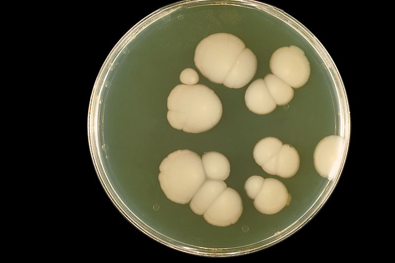File:Candida albicans PHIL 3192 lores.jpg