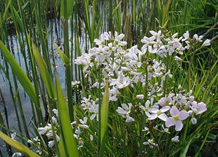 Engkarse (Cardamine pratensis)