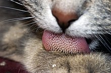 220px-Cat_tongue_macro dans CHAT