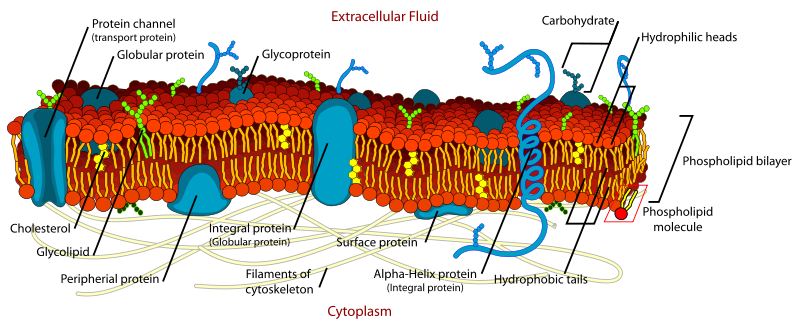 File:Cell membrane detailed diagram en.svg