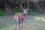 Cervus elaphus italicus.jpg