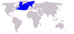 Distribución do zifio caldeirón