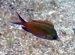 Chromis ovalis