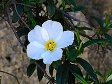 Cistus monspeliensis