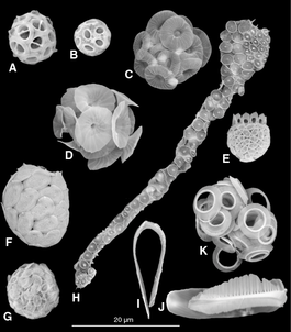 Coccolithophore samples from the Maldives.png