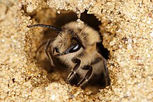 Colletes cunicularius - botanischer Garten Schönbrunn.jpg