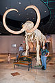 Columbian Mammoth at Arizona Museum of Natural History