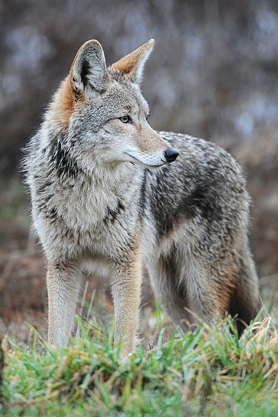 Fichier:Coyote by Rebecca Richardson.jpg