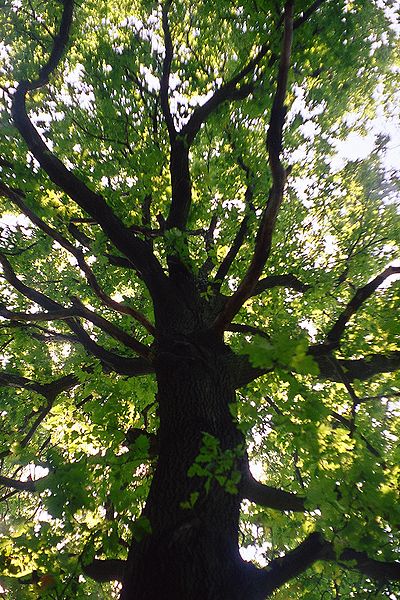 Archivo: ramas torcidos de Quercus robur.jpg