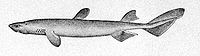 Drawing of a kitefin shark from Oceanic Ichthyology, by G. Brown Goode and Tarleton H. Bean, published 1896