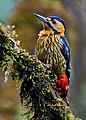 Darjeeling Woodpecker at Singalila National Park, West Bengal, India