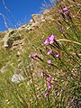 Dianthus hyssopifolius Habitat