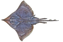 Dipturus melanospilus