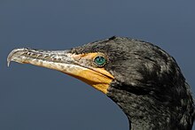 Double-crested cormorant Double-crested Cormorant (Phalacrocorax auritus).jpg